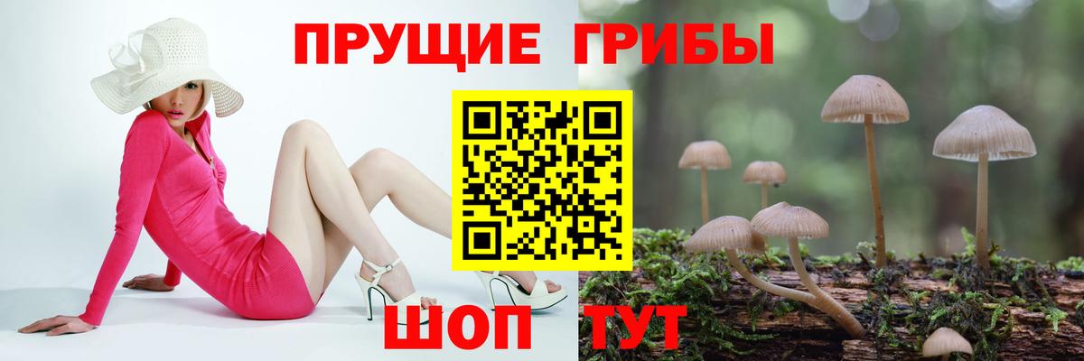 где купить наркотик  Псилоцибиновые грибы GOLDEN TEACHER  Куйбышев  Вход с VPN  Псилоцибиновые грибы Psilocybine cubensis 